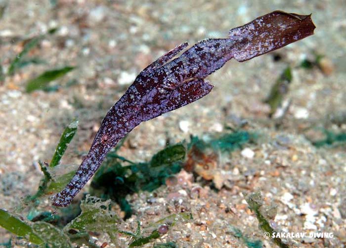 different Nosy Be bay dives sites